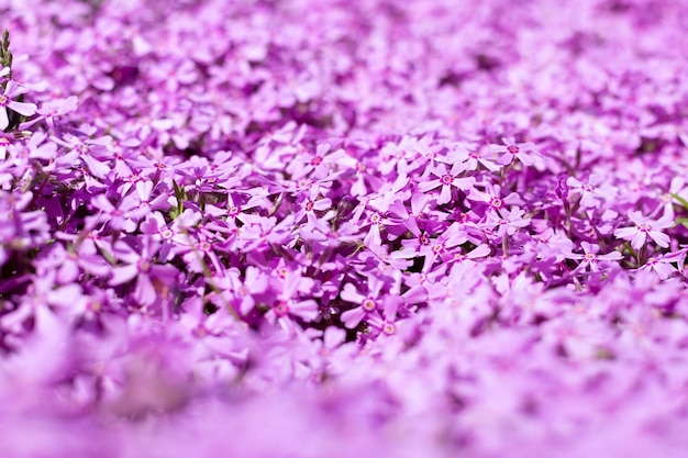 baner w tle z kwiatów floksa subulata Kwiat tekstury okrywowej różowy floks subulata