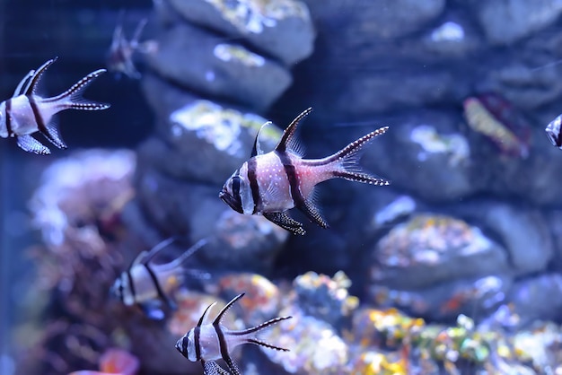 Banggai kardynał Pterapogon kauderni pływający w akwarium w Tajlandii