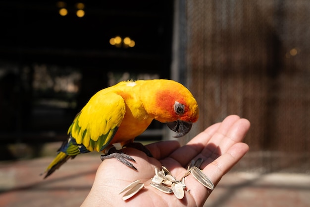 Bangkok 10 grudnia 2023 papuga w zoo je nasiona słonecznika na ręce turysty