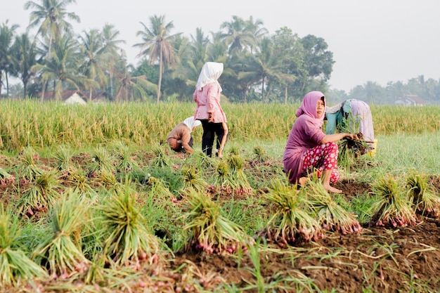 Banjarngera Indonezja 02 kwietnia 2022 Rolnik trzyma cebulę zbieraną na polu Czerwona i świeża