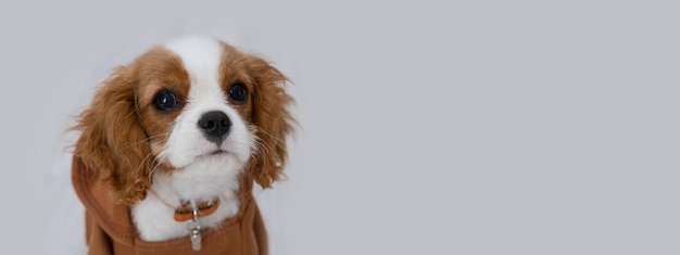 Banner Zbliżenie Portret Uroczego Szczeniaka W Brązowej Bluzie Z Kapturem Jesienne I Zimowe Ubrania Dla Zwierząt Cavalier King Charles Spaniel Blenheim