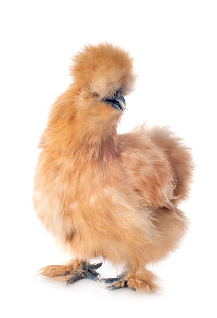 Bantam silkie w studio