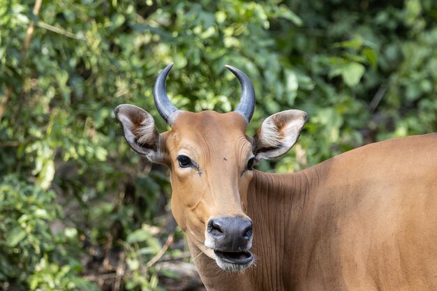 Banteng zwierzęcy portret z bliska strzał