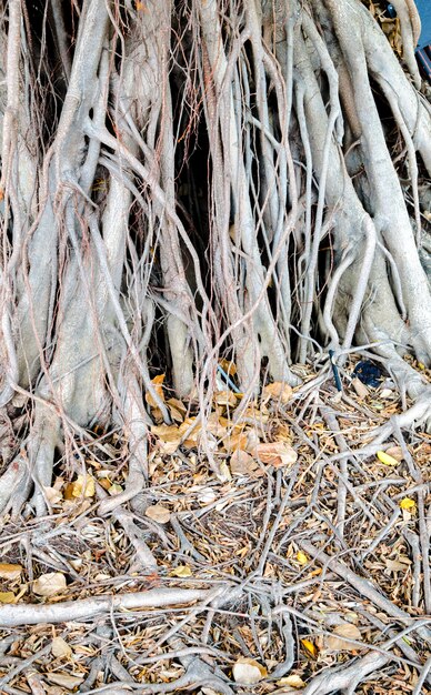 banyan tekstury, tło natury