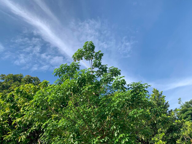 Baobab Afryka drzewo Adansonia digitata zielone liście z niebieskim tłem nieba