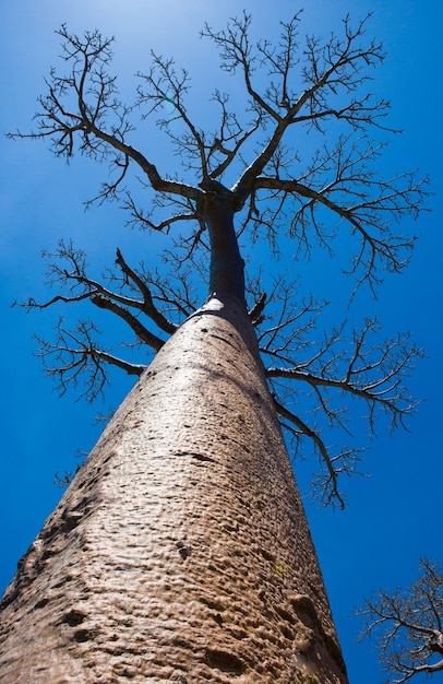 Baobab Na Tle Niebieskiego Nieba Na Madagaskarze