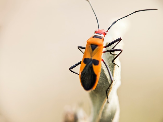 Zdjęcie bapak uderzył w tropikalną naturę yogyakarty