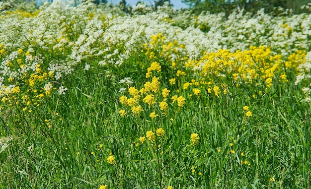 Barbarea vulgaris - rukola żółta, kwiaty na wiosnę, selektywne skupienie