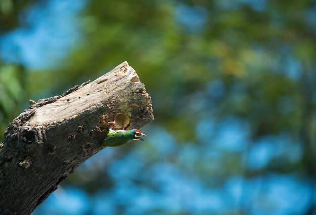 barbet miedziowy