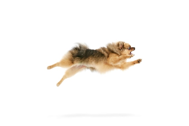 Zdjęcie bardzo aktywny zwierzak, zabawny obraz rasowego szpica w ruchu, skaczącego na białym tle studia