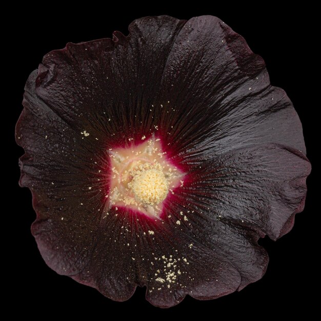 Bardzo ciemny kwiat ślazu odizolowywający na czarnym tle
