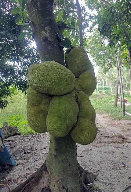 Bardzo Duży Jackfruit na drzewie
