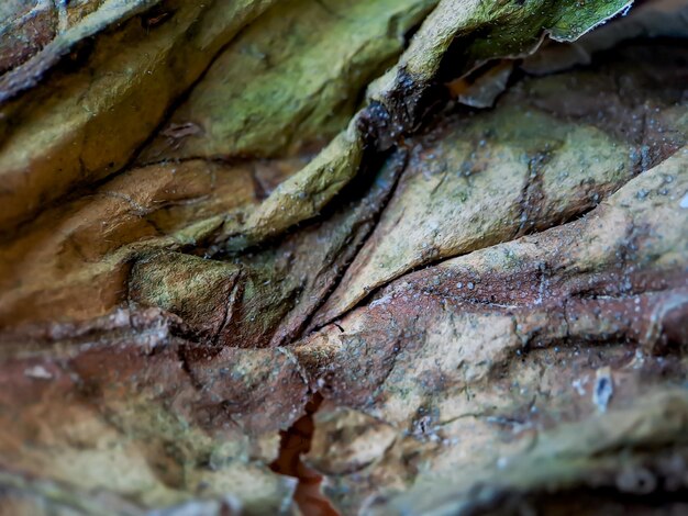 Bardzo estetyczna ciemnobrązowa tekstura liści melona odpowiednia na tło tapety