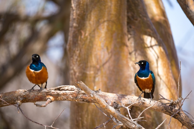 Bardzo Kolorowe Tutejsze Ptaki Siedzą Na Wspornikach Drzew