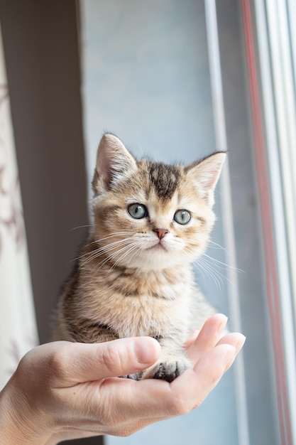 Bardzo mały kotek brytyjski spokojnie siedzi w dłoni właściciela i patrzy na niego z zainteresowaniem