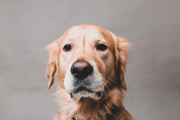 Bardzo słodki i słodki pies golden retriever