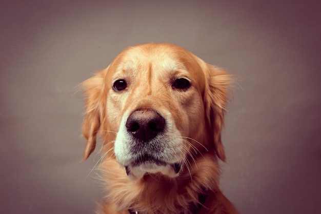 Bardzo Słodki I Słodki Pies Golden Retriever