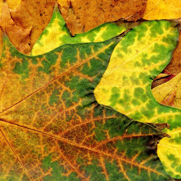 Bardzo szczegółowa jesień liść klonowy tekstura, makro- tło.