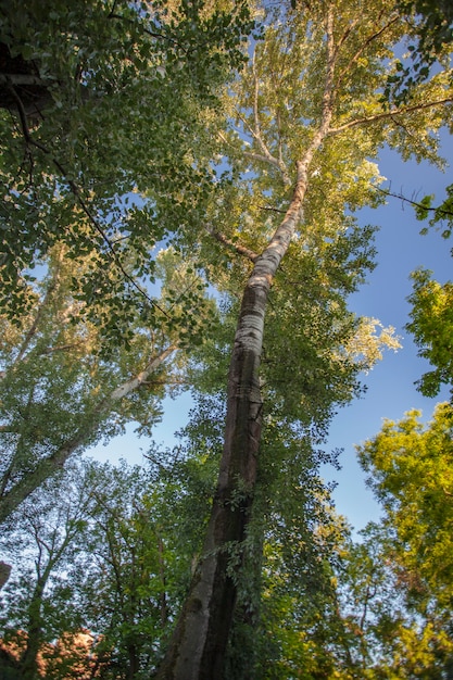 Bardzo wysoki platan wzięty od dołu