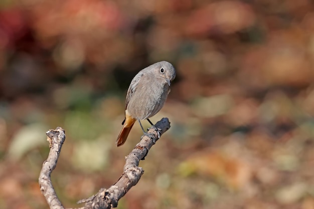 Bardzo zbliżenia samica Kopciuszek czarny (Phoenicurus ochruros) w upierzeniu zimowym na gałęzi i na ziemi w pobliżu miski do picia.