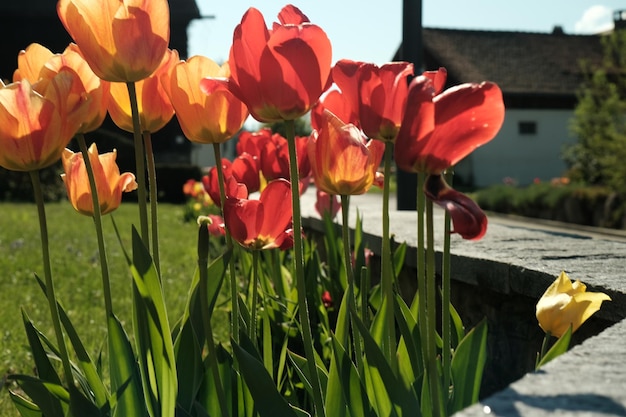 Bardzo zbliżenie pomarańcze z żółtymi tulipanami