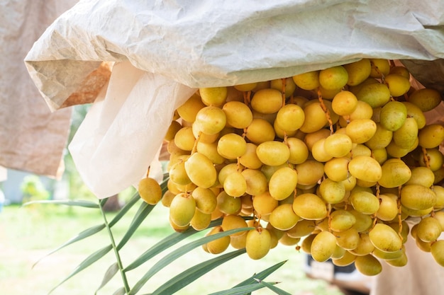 Barhi Dates palmowo żółte owoce w torbie na gronach w ekologicznym ogrodzie owocowym do zbioru Barhi Dates palmowy ogród i grupa koncepcji zdrowej żywności Barhi Dates palm makro