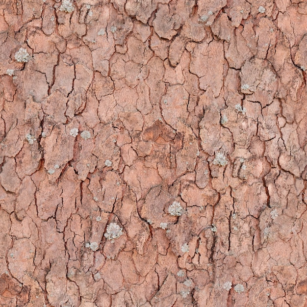 Zdjęcie barkentyna drzewny bezszwowy deseniowy natury tło