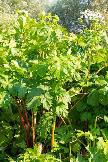 Barszcz olbrzymi barszcz olbrzymi na tle błękitnego nieba Heracleum manteggazianum