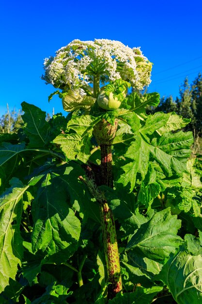 Barszcz Sosnowskiego Heracleum sosnowskyi jest niebezpieczną zielną rośliną kwitnącą Wszystkie części rośliny zawierają silnie toksyczny alergen furanokumaryny