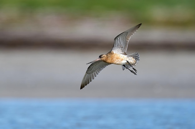 Bartailed Godwit Limosa lapponica