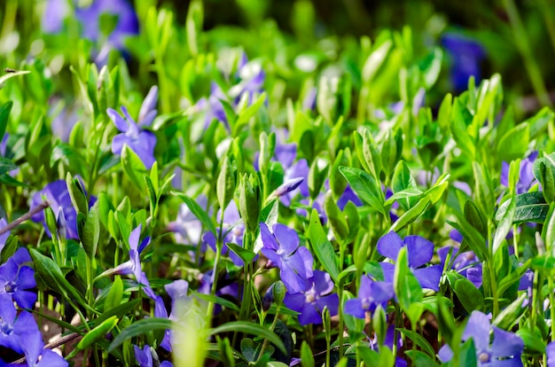 Barwinek pospolity, z bliska kwiaty o jasnoniebieskim kolorze