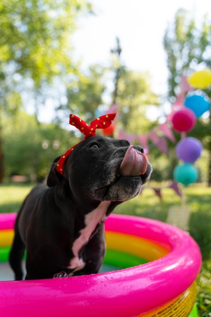 Zdjęcie basenowe przyjęcie urodzinowe dla psów