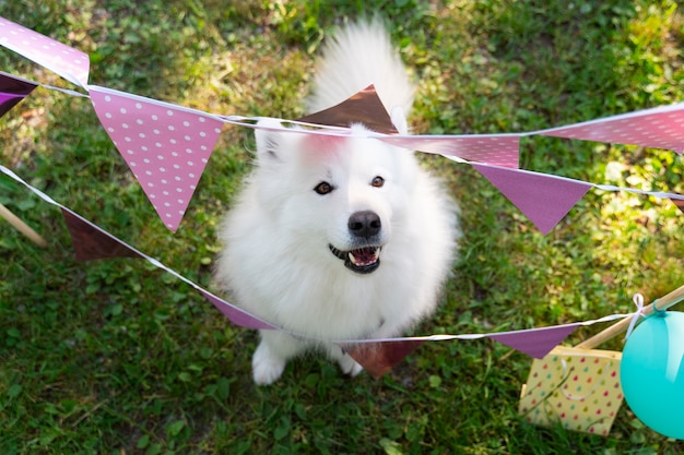 Zdjęcie basenowe przyjęcie urodzinowe dla psów