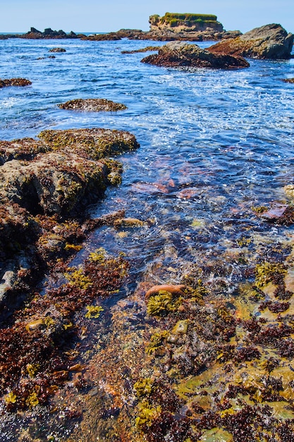 Baseny pływów oceanicznych z wodorostami i zielonymi liśćmi