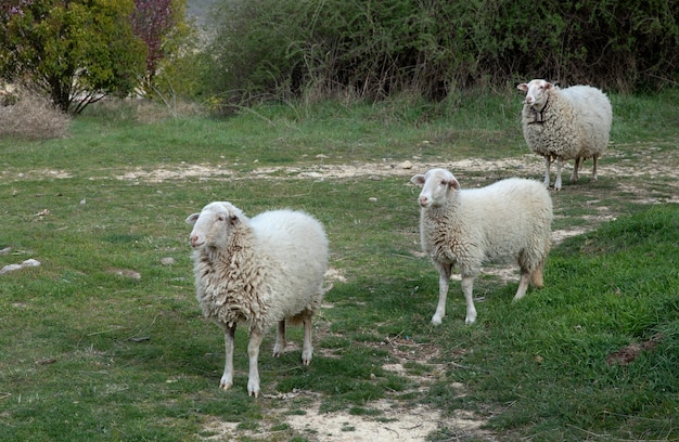 Baskijska Owca