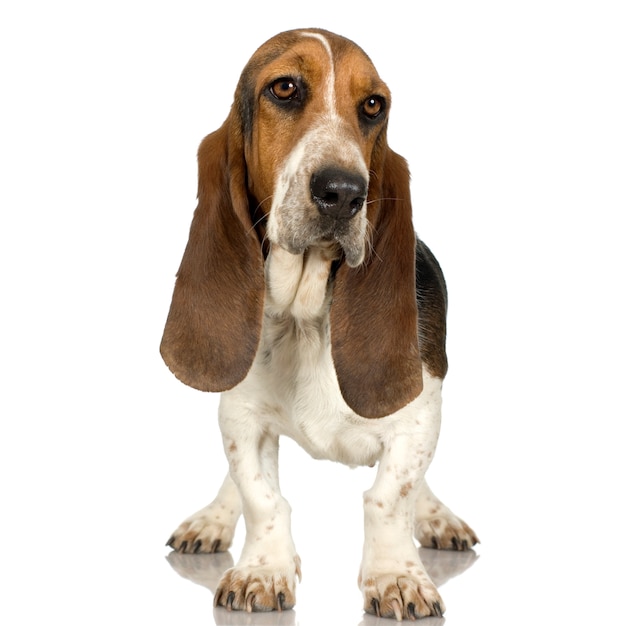 Basset Hound - Hush Puppies