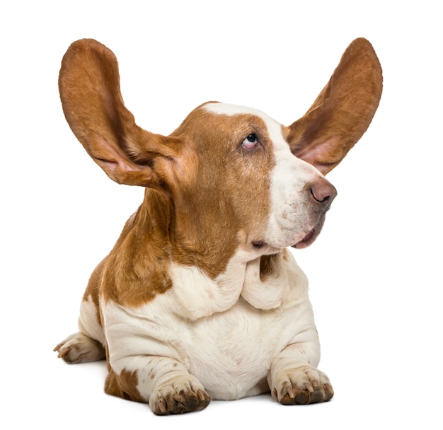 Basset Hound leżącego z uszami i patrząc rigth samodzielnie na białym tle