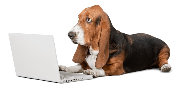 Basset Hound pies z laptopem w tle