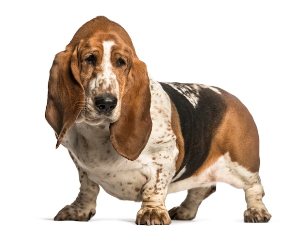 Basset Hound stojący na białym tle