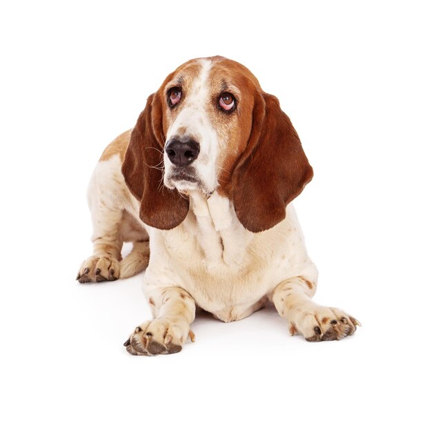 Basset Hound Wygląda na Winnego