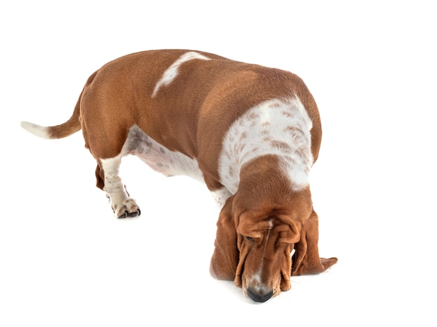 Basset Hound