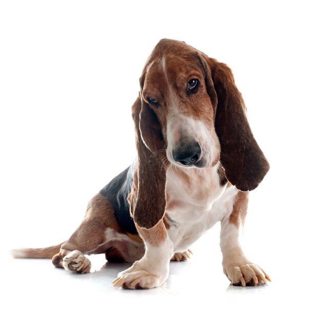 Basset Hound