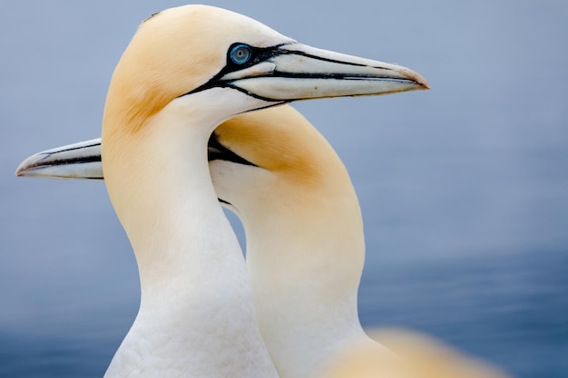 Basstoelpel bruetend auf Helgoland Hodowla Gannets of Helgoland