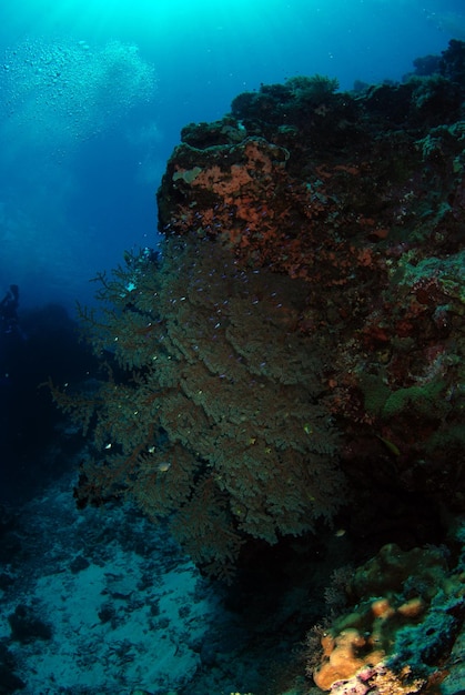 Batfish Pływa Wzdłuż Rafy Koralowej. życie Morskie Filipin.