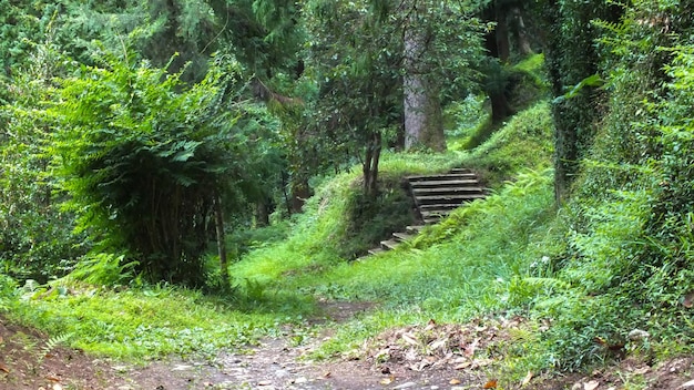 Zdjęcie batumi ogród botaniczny z piękną zieloną tropikalną przyrodą i drewnianymi schodami w batumi w gruzji