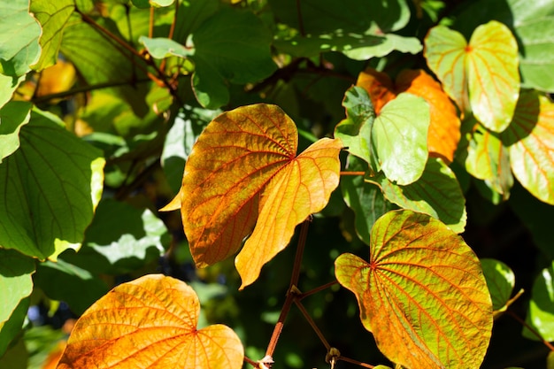 Bauhinia aureifolia lub bauhinia złotolistna