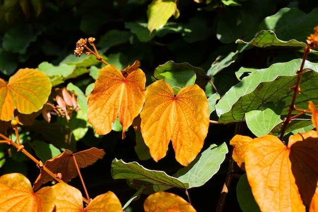 Bauhinia aureifolia lub bauhinia złotolistna