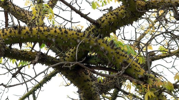 Bawełna Ceiba pentandra ze świeżymi liśćmi. Drzewo z ogromnymi cierniami na pniu. Przerażenie. Hiszpania.