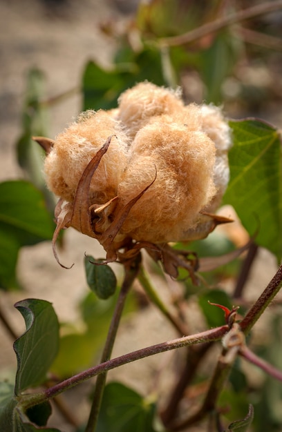 Zdjęcie bawełna naturalnie barwiona ekologiczna i agroekologiczna produkowana w campina grande paraiba brazylia