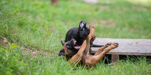 Bawiące się szczenięta labrador retriever i belgijskie malinois